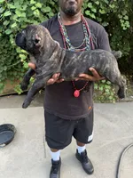 Black brindle, a male Cane Corso for sale in Orangeburg, SC – 4 of 5