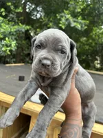 Blue, a female Cane Corso for sale in Orangeburg, SC – 2 of 5