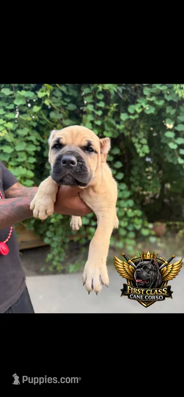 Fawn  – Cane Corso puppy for sale in Orangeburg, SC