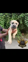 Blue fawn, a male Cane Corso for sale in Orangeburg, SC – 1 of 4