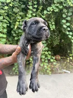 Black brindle, a male Cane Corso for sale in Orangeburg, SC – 2 of 5