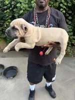 Blue fawn, a male Cane Corso for sale in Orangeburg, SC – 2 of 4