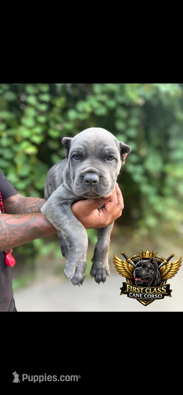 Blue – Cane Corso puppy for sale in Orangeburg, SC