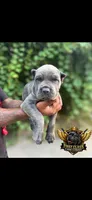 Blue, a female Cane Corso for sale in Orangeburg, SC – 1 of 5