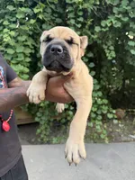 Fawn , a female Cane Corso for sale in Orangeburg, SC – 6 of 6
