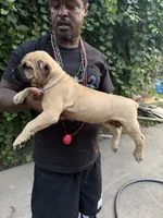 Fawn , a female Cane Corso for sale in Orangeburg, SC – 5 of 6