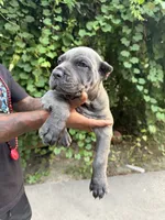 Blue, a female Cane Corso for sale in Orangeburg, SC – 5 of 5