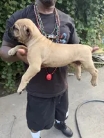 Fawn , a female Cane Corso for sale in Orangeburg, SC – 4 of 6