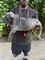 Blue, a female Cane Corso for sale in Orangeburg, SC – 4 of 5