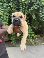 Fawn , a female Cane Corso for sale in Orangeburg, SC – 2 of 6