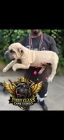 Blue fawn, a male Cane Corso for sale in Orangeburg, SC – 4 of 4