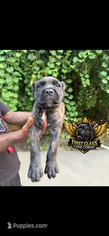 Black brindle – Cane Corso puppy for sale in Orangeburg, SC