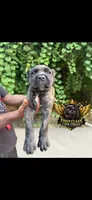 Black brindle, a male Cane Corso for sale in Orangeburg, SC – 1 of 5