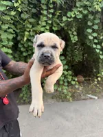Blue fawn, a male Cane Corso for sale in Orangeburg, SC – 3 of 4