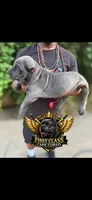 Blue, a female Cane Corso for sale in Orangeburg, SC – 3 of 5