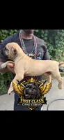 Fawn , a female Cane Corso for sale in Orangeburg, SC – 3 of 6