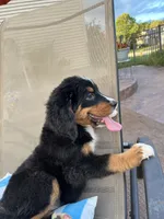 Mick, a male Bernese Mountain Dog for sale in Loves Park, IL – 2 of 3