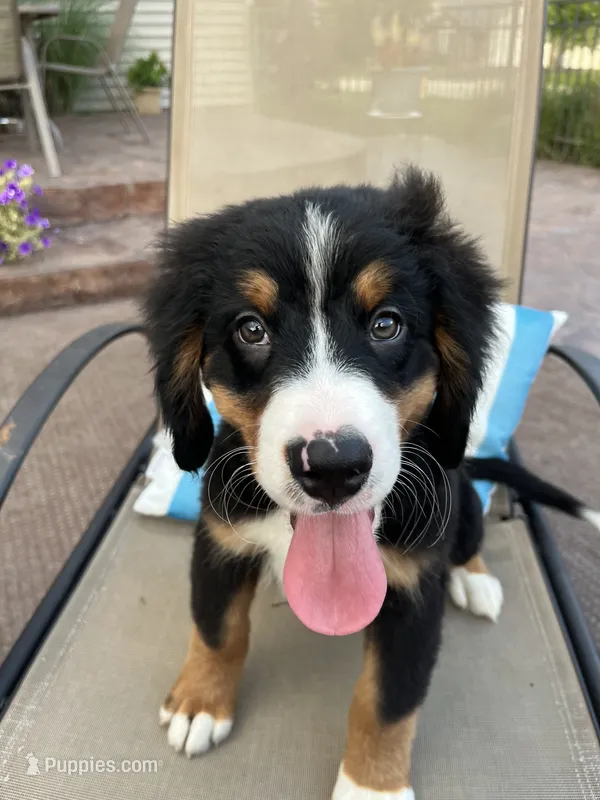 Mick – Bernese Mountain Dog puppy for sale in Loves Park, IL