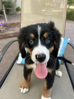 Mick, a male Bernese Mountain Dog for sale in Loves Park, IL – 1 of 3