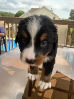 Axl, a male Bernese Mountain Dog for sale in Loves Park, IL – 1 of 1