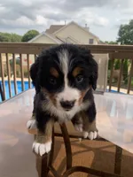 Ziggy, a male Bernese Mountain Dog for sale in Loves Park, IL – 1 of 1