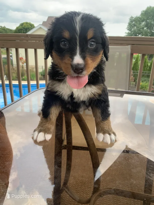 Janis – Bernese Mountain Dog puppy for sale in Loves Park, IL