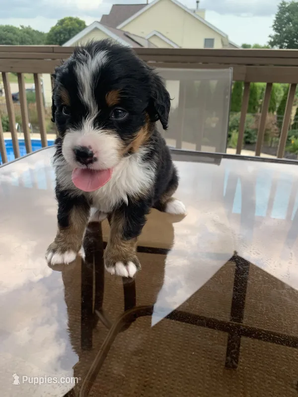 Ozzy – Bernese Mountain Dog puppy for sale in Loves Park, IL