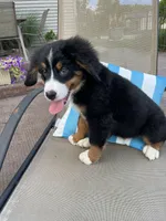Mick, a male Bernese Mountain Dog for sale in Loves Park, IL – 3 of 3
