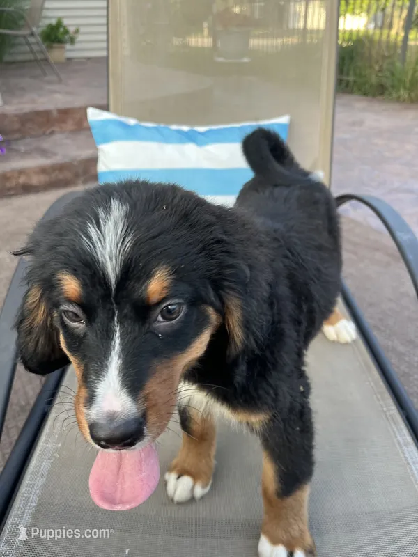 Janis – Bernese Mountain Dog puppy for sale in Loves Park, IL