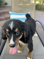 Janis, a female Bernese Mountain Dog for sale in Loves Park, IL – 1 of 2