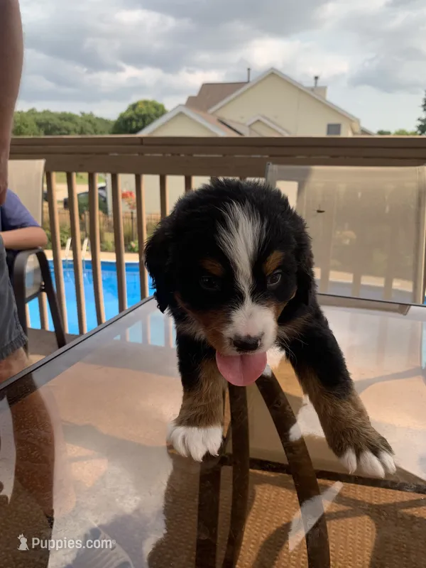 Prince – Bernese Mountain Dog puppy for sale in Loves Park, IL