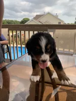 Prince, a female Bernese Mountain Dog for sale in Loves Park, IL – 1 of 1