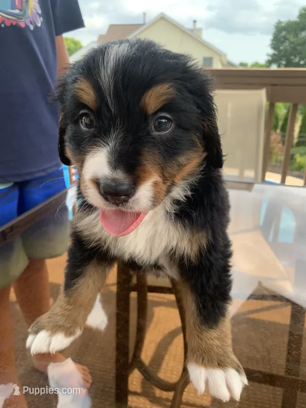Elvis – Bernese Mountain Dog puppy for sale in Loves Park, IL