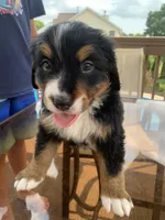 Elvis, a male Bernese Mountain Dog for sale in Loves Park, IL – 1 of 1