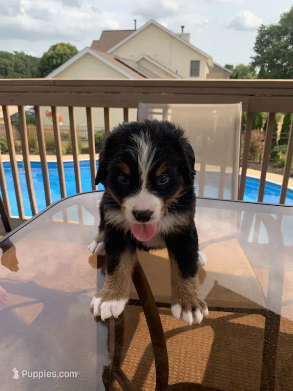 Mick – Bernese Mountain Dog puppy for sale in Loves Park, IL