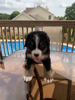 Mick, a male Bernese Mountain Dog for sale in Loves Park, IL – 1 of 1