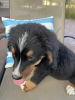 Janis, a female Bernese Mountain Dog for sale in Loves Park, IL – 2 of 2