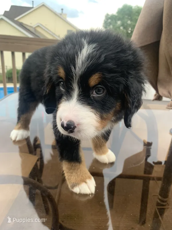 Mick – Bernese Mountain Dog puppy for sale in Loves Park, IL