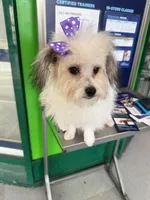 Nova, a female Poodle - Toy  for sale in Fresno, CA – Photo 6 of 8