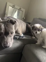 Nova, a female Poodle - Toy  for sale in Fresno, CA – Photo 4 of 8