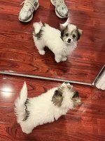 Nova, a female Poodle - Toy  for sale in Fresno, CA – Photo 3 of 8