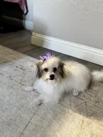 Nova, a female Poodle - Toy  for sale in Fresno, CA – Photo 7 of 8