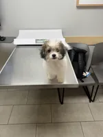 Nova, a female Poodle - Toy  for sale in Fresno, CA – Photo 1 of 8