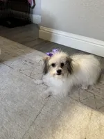 Nova, a female Poodle - Toy  for sale in Fresno, CA – Photo 8 of 8