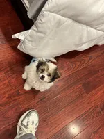 Nova, a female Poodle - Toy  for sale in Fresno, CA – Photo 5 of 8