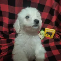 Barkley (sold), a male Bichon Frise for sale in Moody, TX – Photo 6 of 10