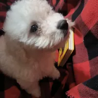 Barkley (sold), a male Bichon Frise for sale in Moody, TX – Photo 4 of 10