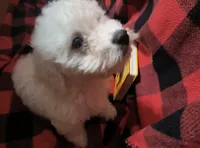 Barkley (sold), a male Bichon Frise for sale in Moody, TX – Photo 4 of 10