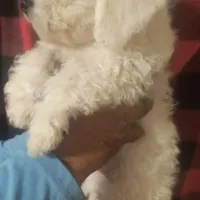 Barkley (sold), a male Bichon Frise for sale in Moody, TX – Photo 3 of 10