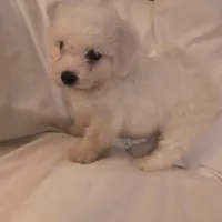 Barkley (sold), a male Bichon Frise for sale in Moody, TX – Photo 5 of 10